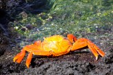 A bright orange crab crawls out of green water and onto a rocky shore.