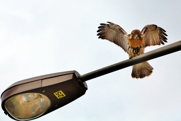 Hawks in the City
