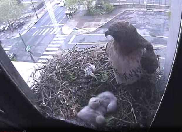 Hawks in the nest May 2013
